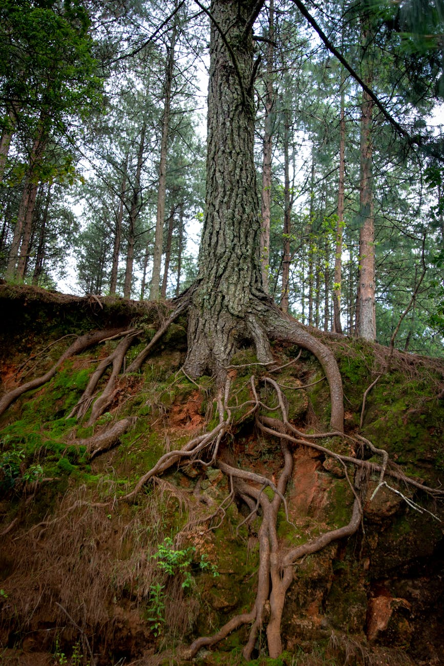 A Life Rooted in Christ